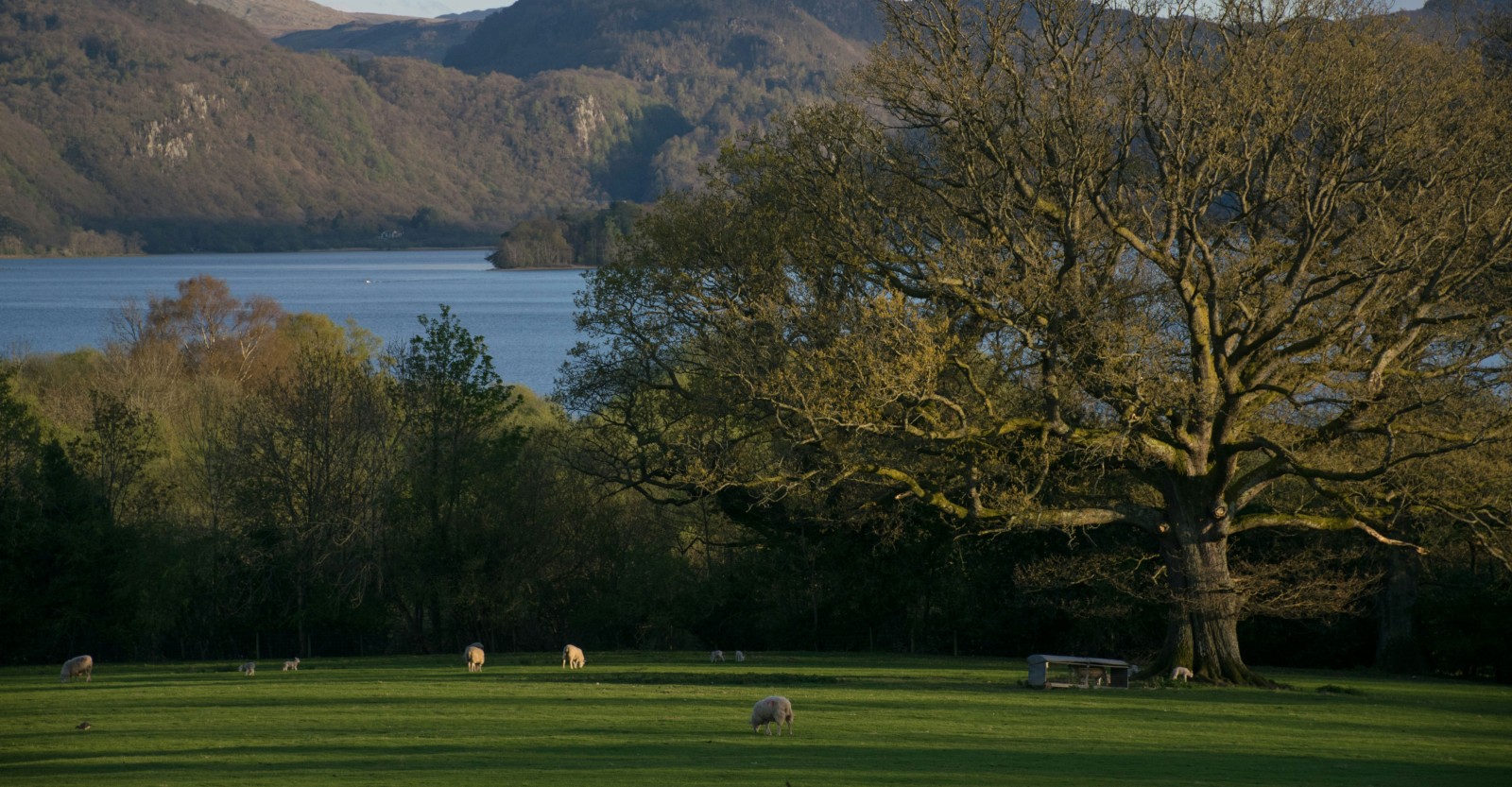 Sheep, trees, countryside, water